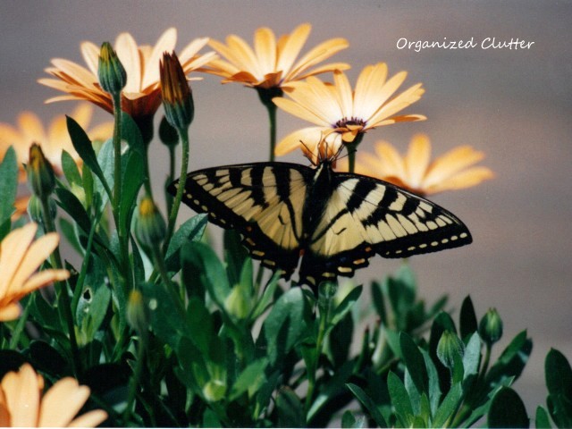 Butterfly on Osteospermum