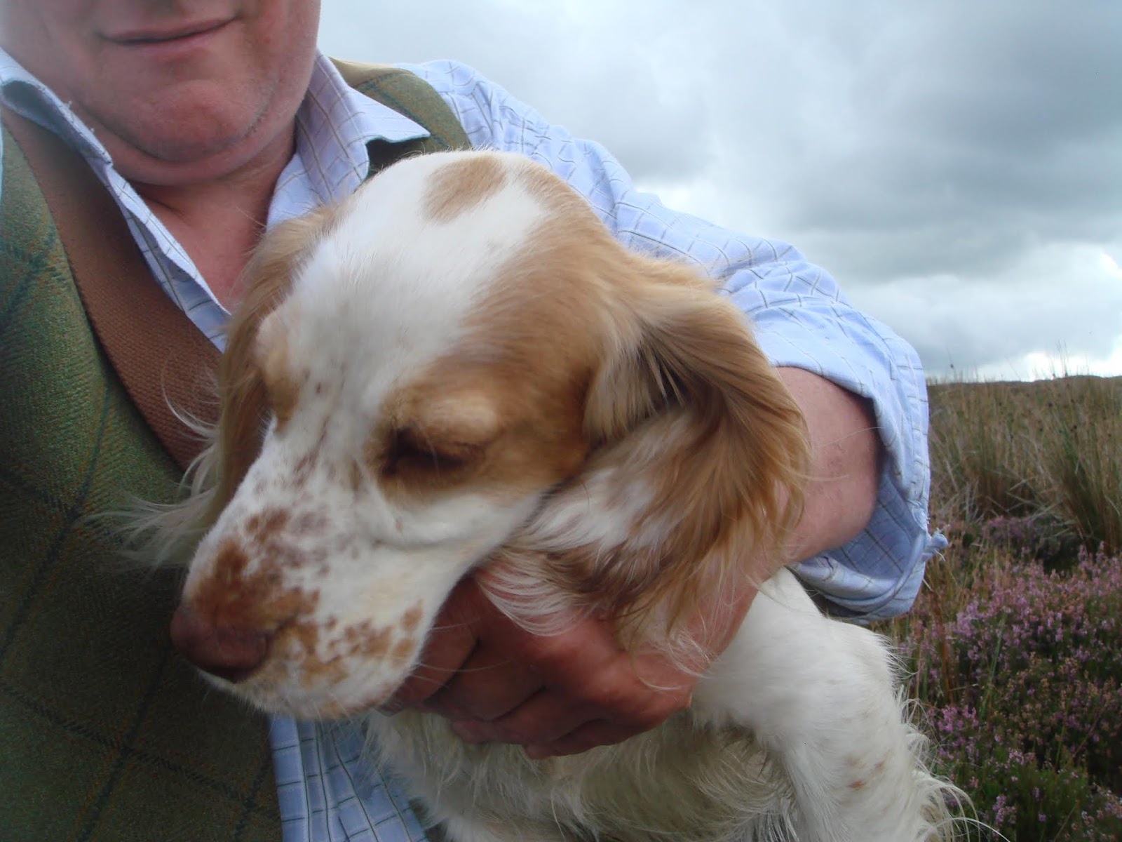 Cuckavalda Gundogs North Yorkshire 2019