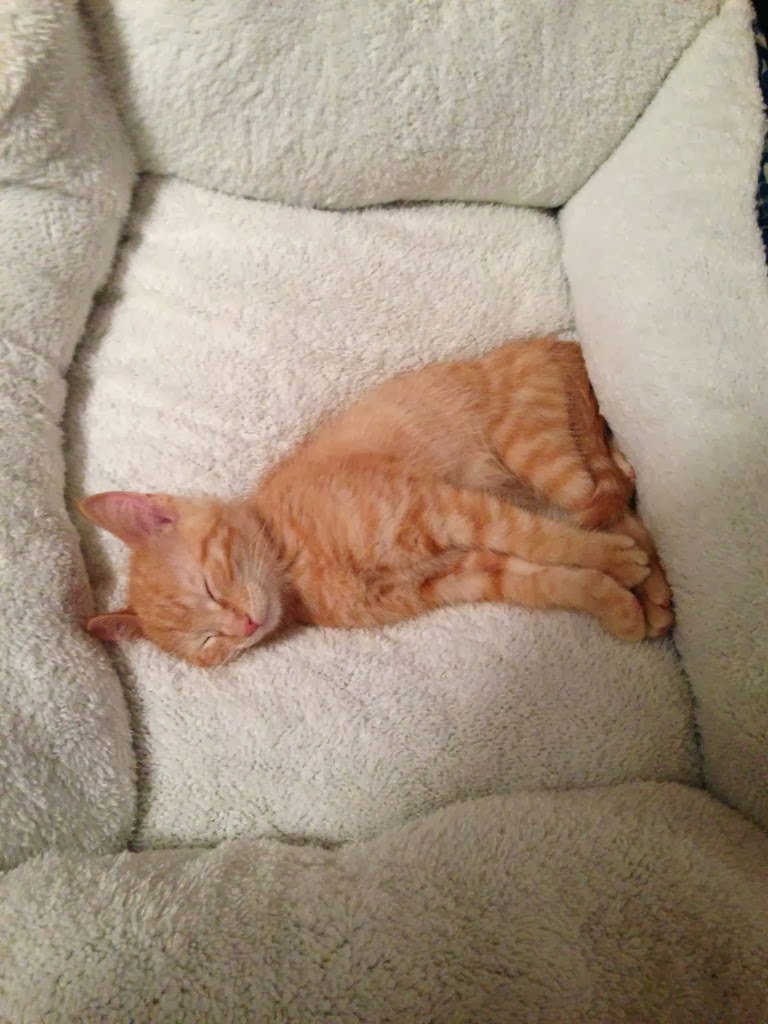 Funny cats part 87 (40 pics + 10 gifs) Amazing Creatures