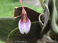 Restrepia Lansbergii