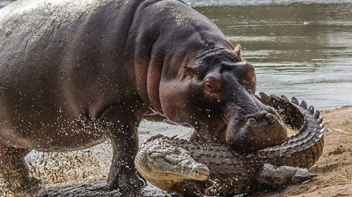 Jenis Hewan Hewan Buas Kuda Nil Hewan Terbuas Di Dunia