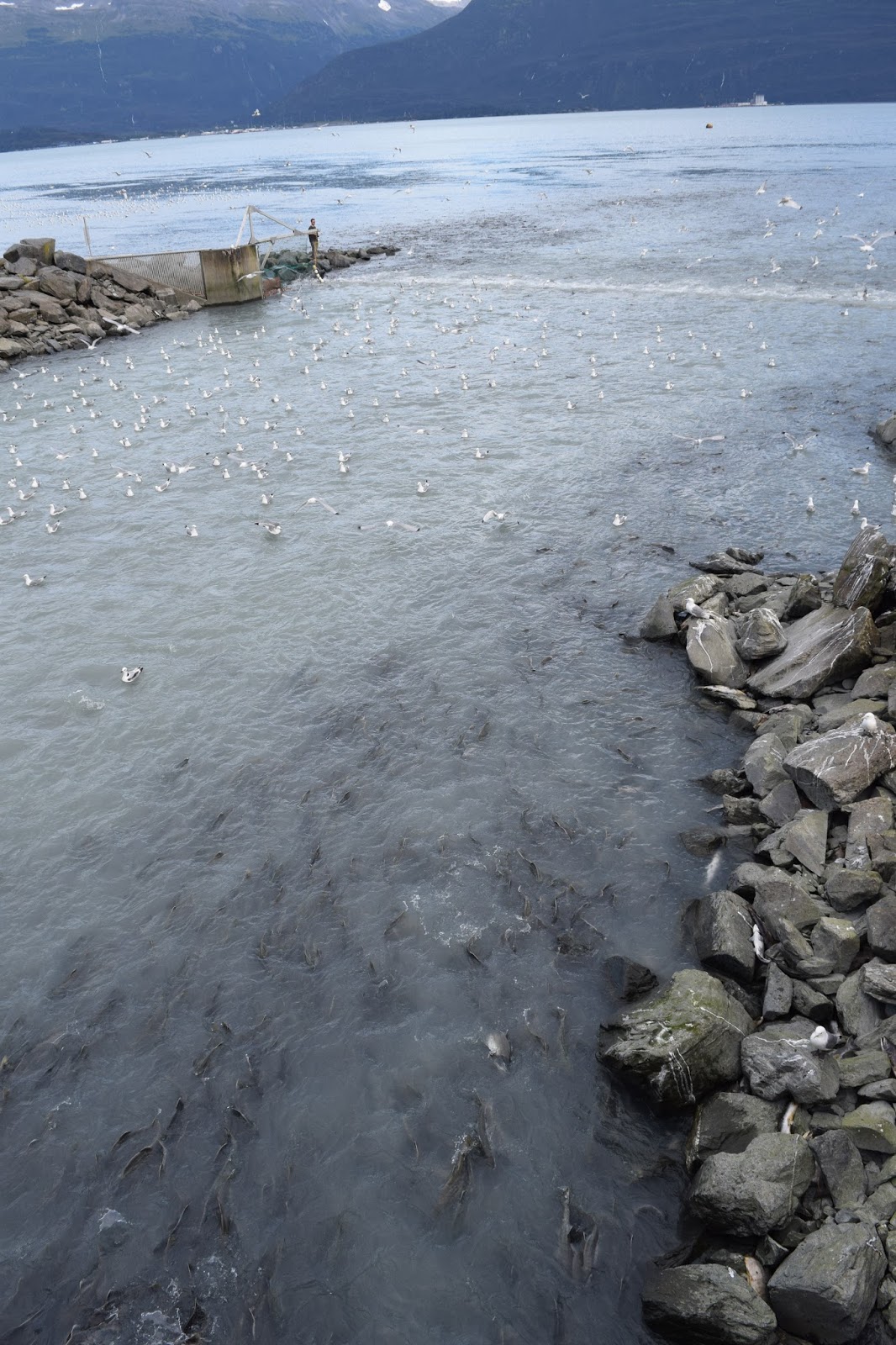 Travels 2016: 2016 Aug Alaska 13