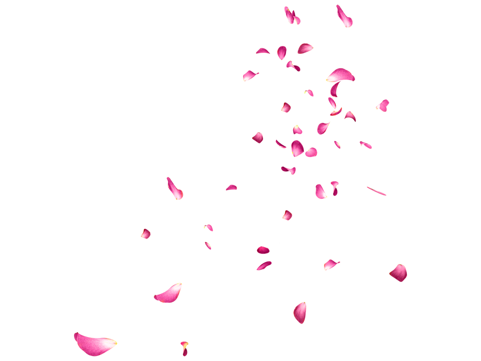 Flower's Effect's Png...!! !! Make Perfect Feel Real