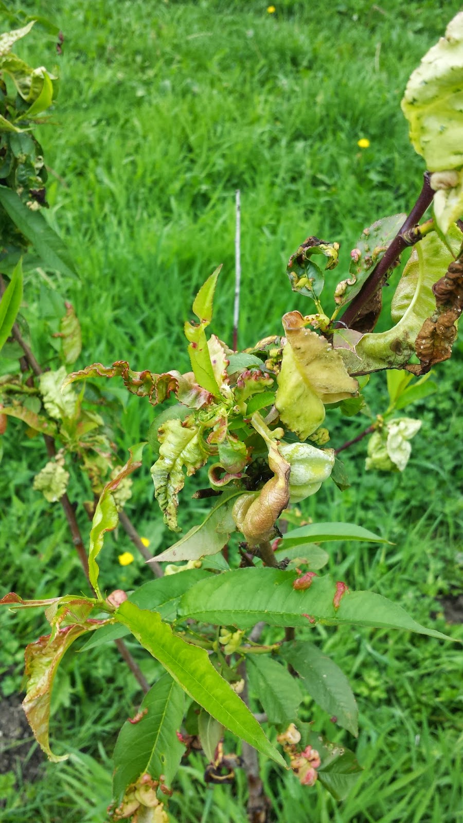 meat (pics) What is eating my peach and nectarine trees?