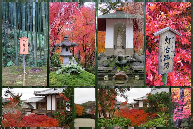 Kyoto Fall Foliage at Tenryu-ji Temple