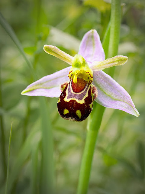 Close up of a single bee orchid flower