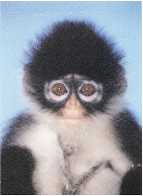 Natuna Bertuah: Binatang Khas Natuna yaitu Kekah