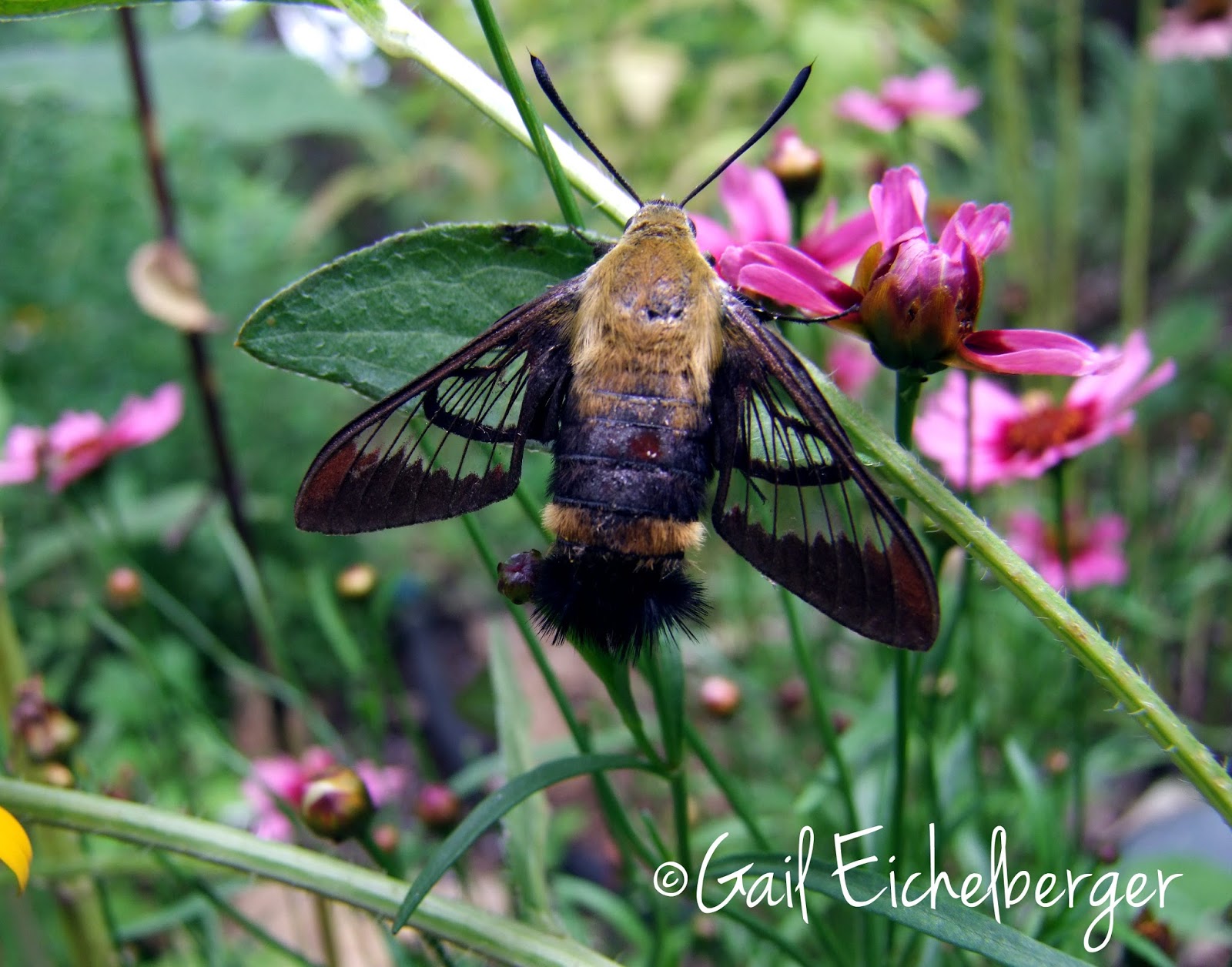clay and limestone: Is it a hummingbird? Is it a bee? No, it's a moth!