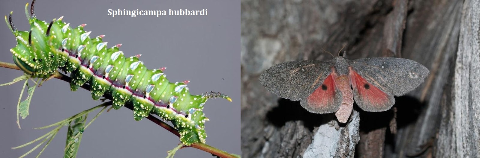 BIBOCA AMBIENTAL TODA LAGARTA VIRA BORBOLETA... OU MARIPOSA BIBOCA AMBIENTAL TODA LAGARTA VIRA BORBOLETA... OU MARIPOSA
