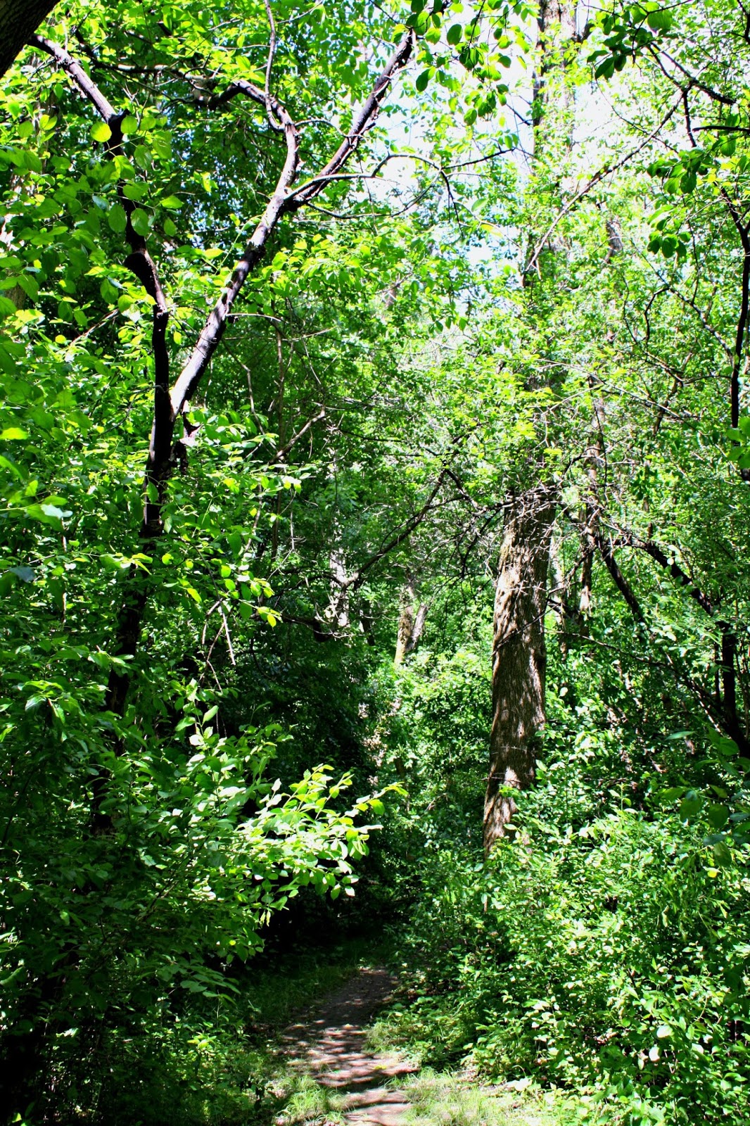 A Little Time and a Keyboard Rambling Outdoors at Chain O'Lakes State Park