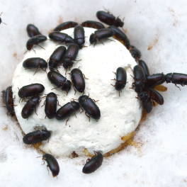 Cara Mengkonsumsi Semut Jepang Untuk Obat