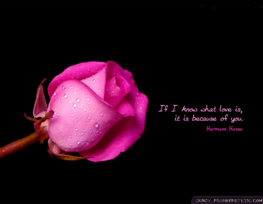 Download Fantastic Love Romantic Quotes Wallpaper  Full HD Wallpapers