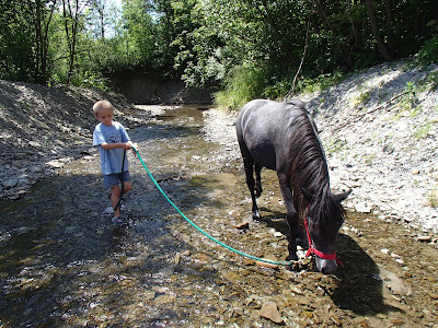 konie, kuce, pławienie koni w rzece, basen ogrodowy, dzieci w basenie
