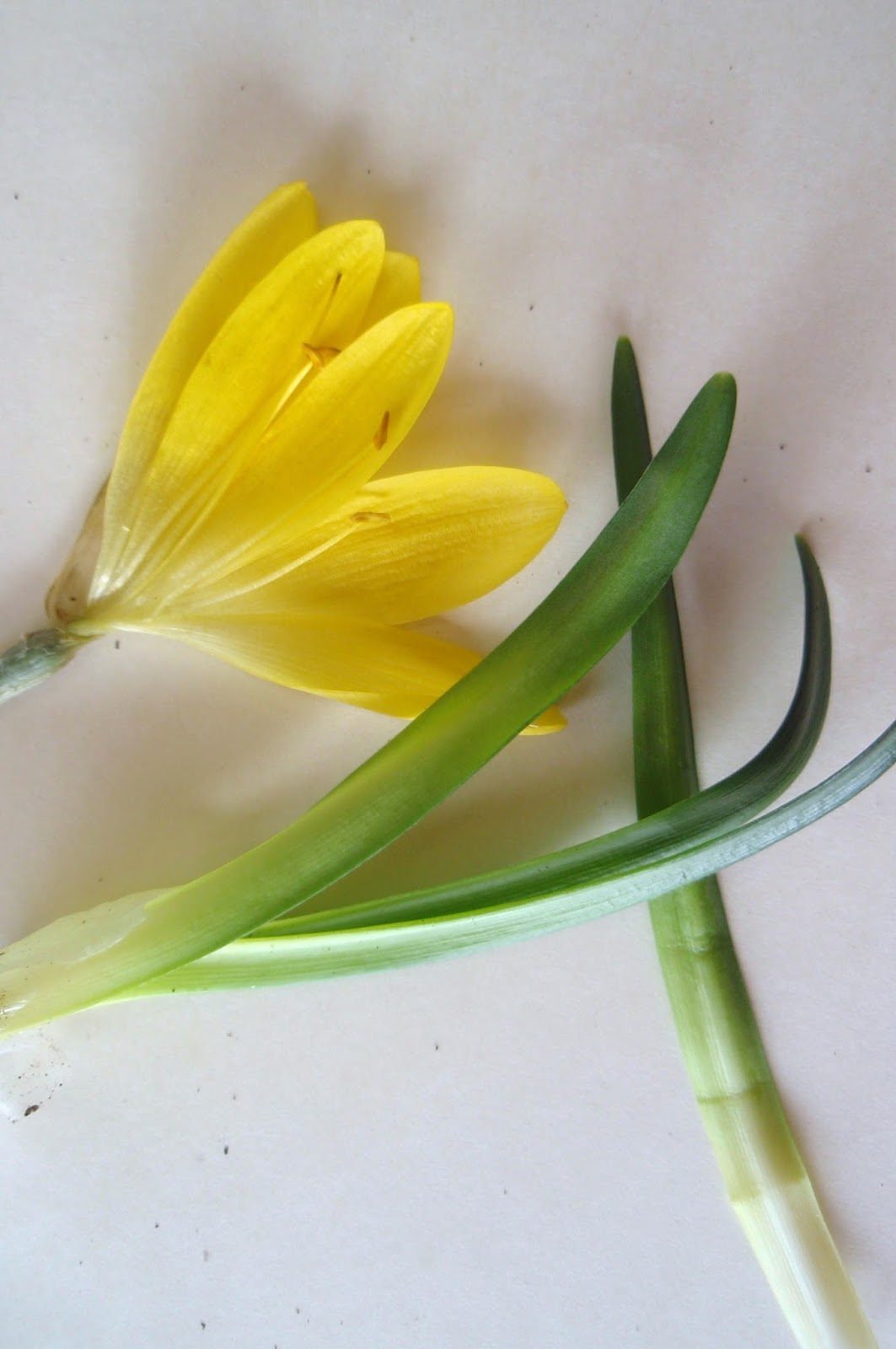 HERBARIO VIRTUAL DE BANYERES DE MARIOLA Y ALICANTE: Stenbergia lutea - Azucena  amarilla - Còlquic groc