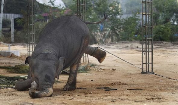 Elephant+-+33000lk-++(1).JPG
