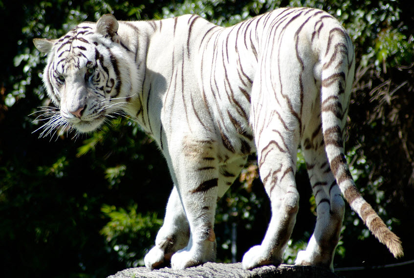 White Tiger The Biggest Animals Kingdom