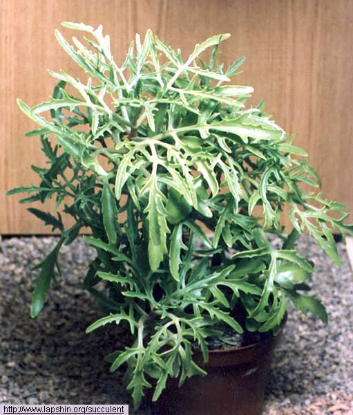 KALANCHOE ~ Cactus and suculents