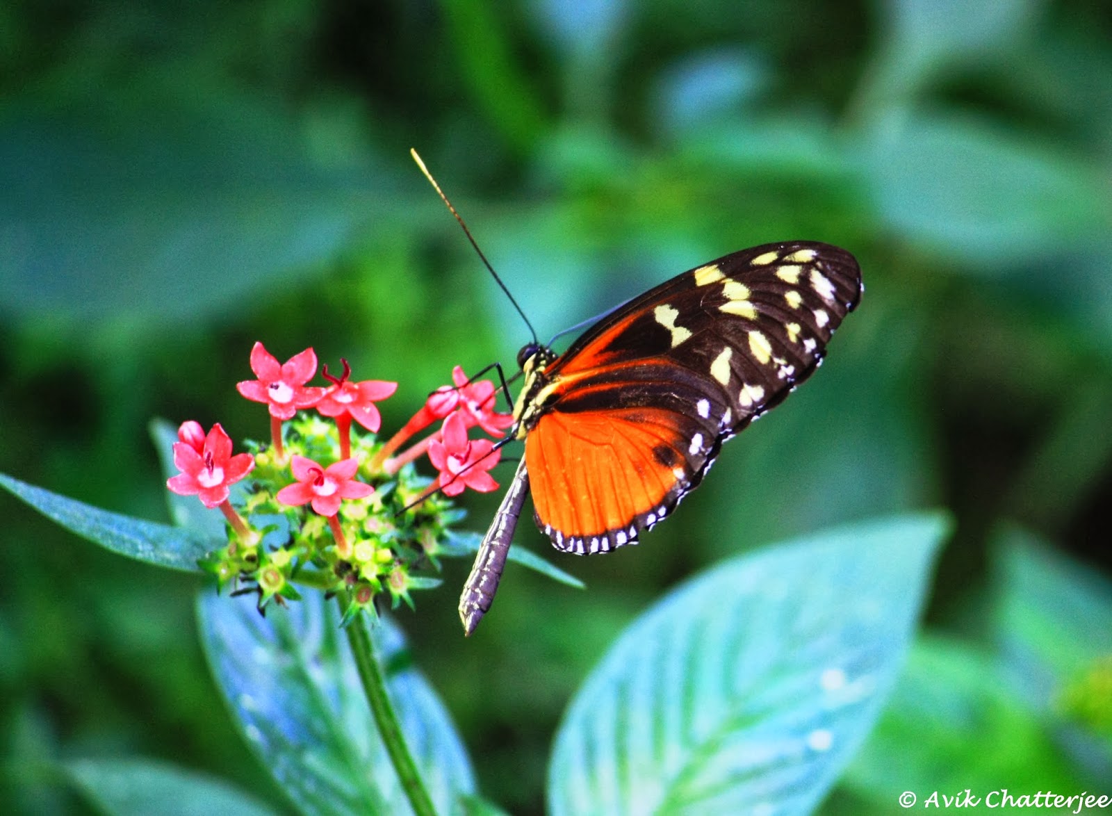Tell the Tales Butterfly Rainforest Gainesville, Florida