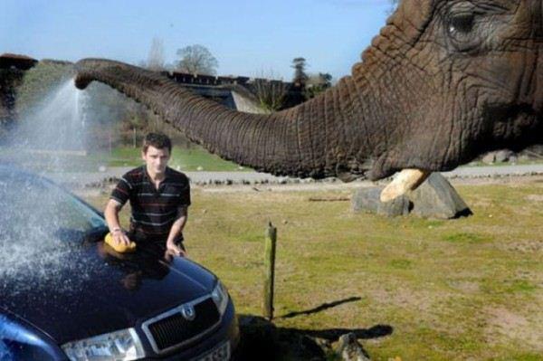 Car+Wash+Elephant