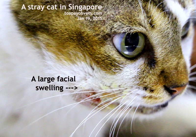 Veterinary and Travel Stories Cases of stray cat caregives in Singapore