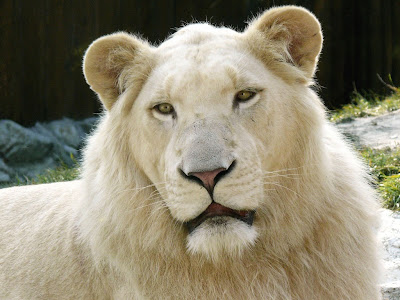 león blanco (Panthera leo krugeri).