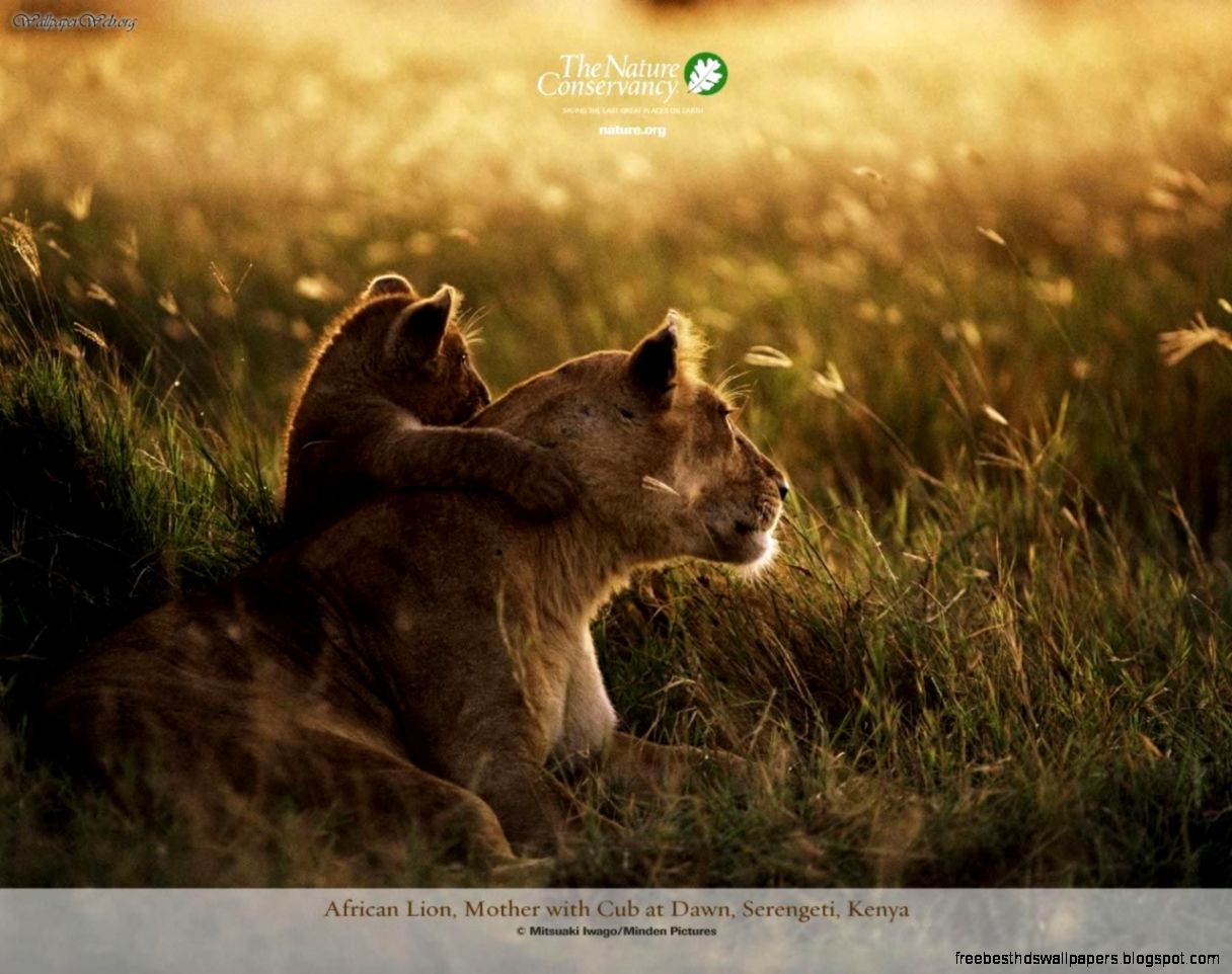 Nature Conservancy Wallpaper  Img Need