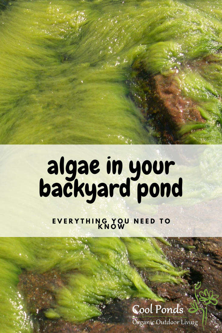 Everything You Need to Know About Algae
