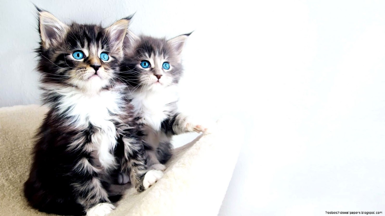 Cute Kittens with Blue Eyes