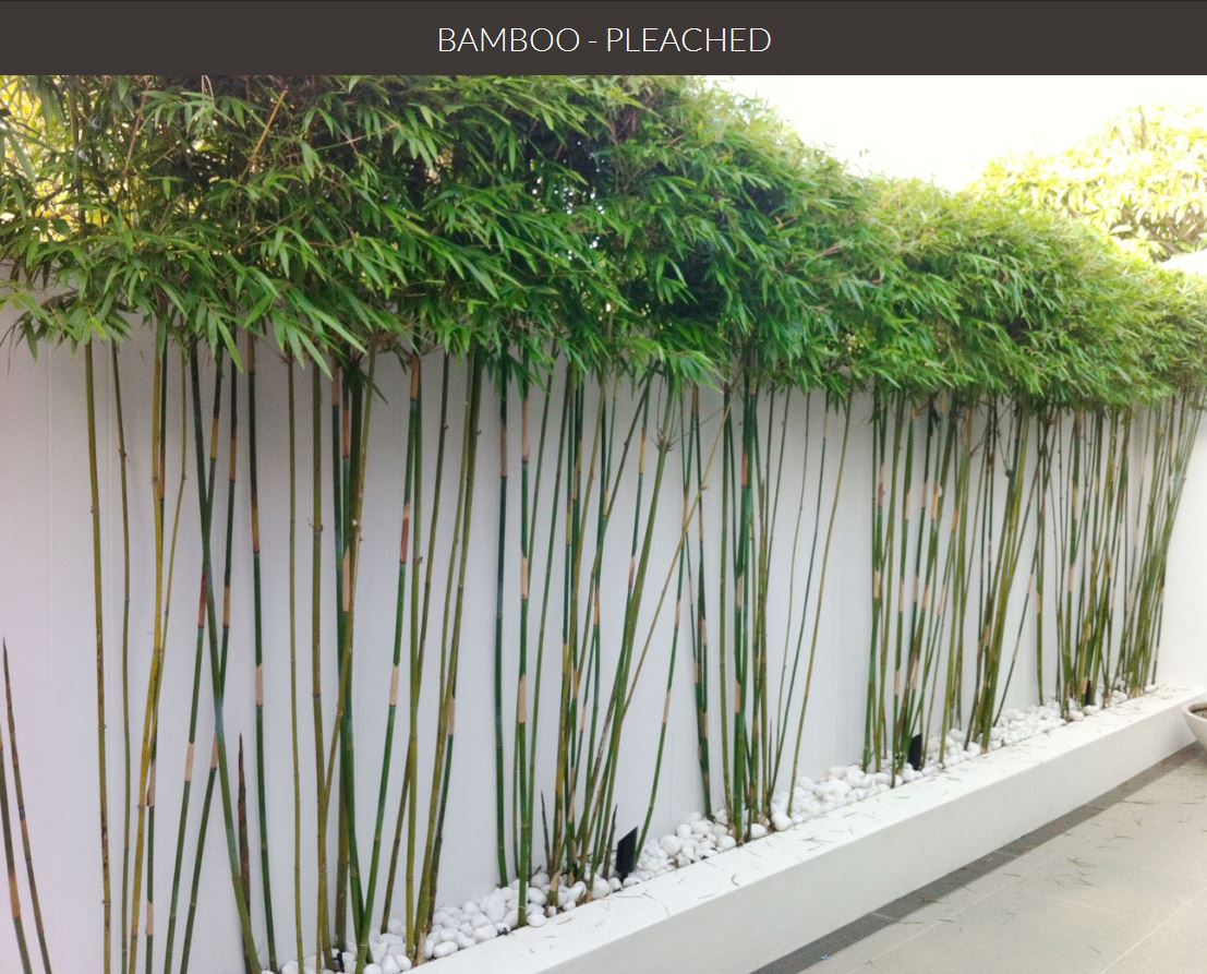 Centerpointe Communicator Bamboo privacy hedge, Part 2