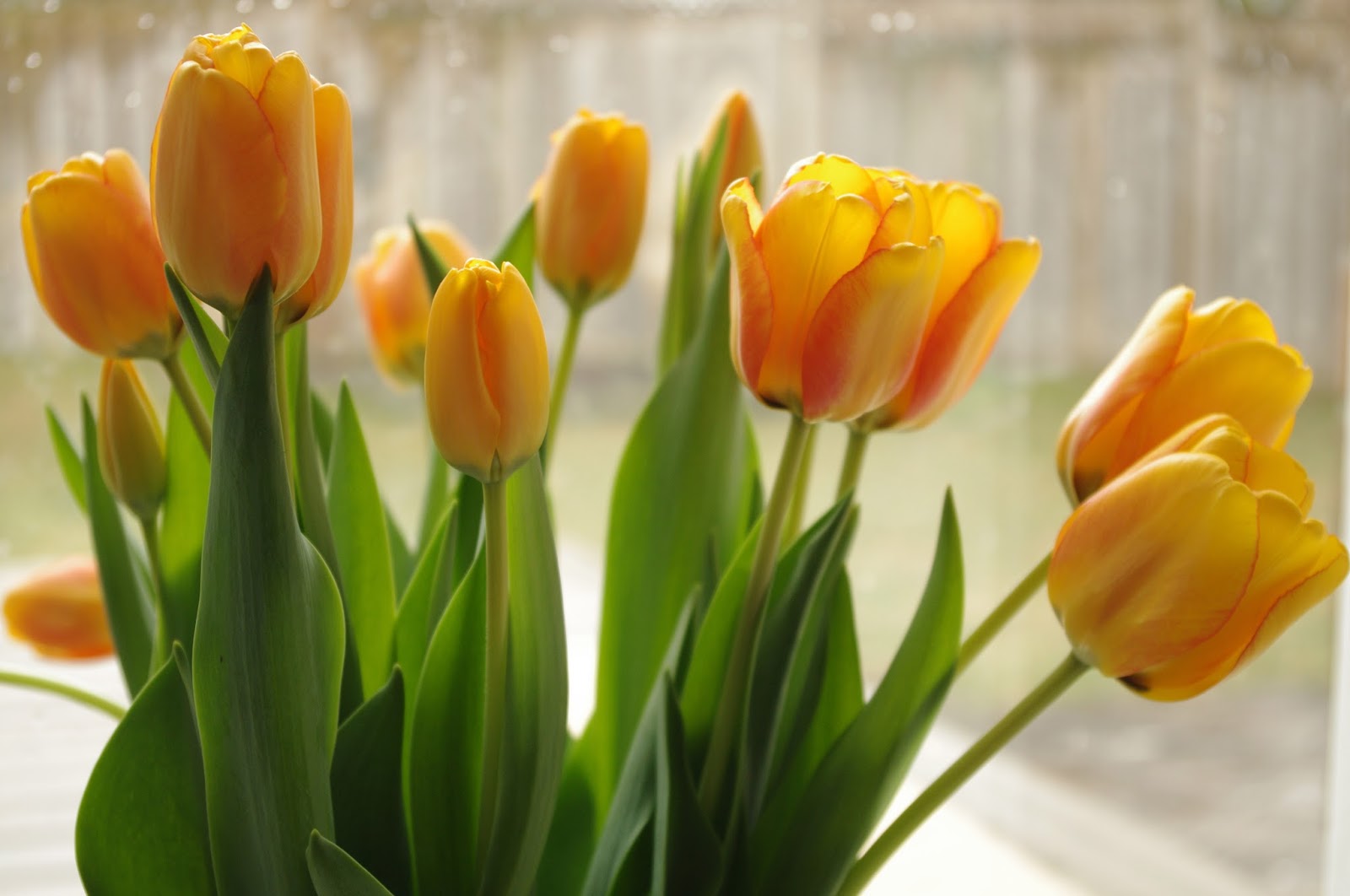 Cut tulips in winter - personallyandrea.com
