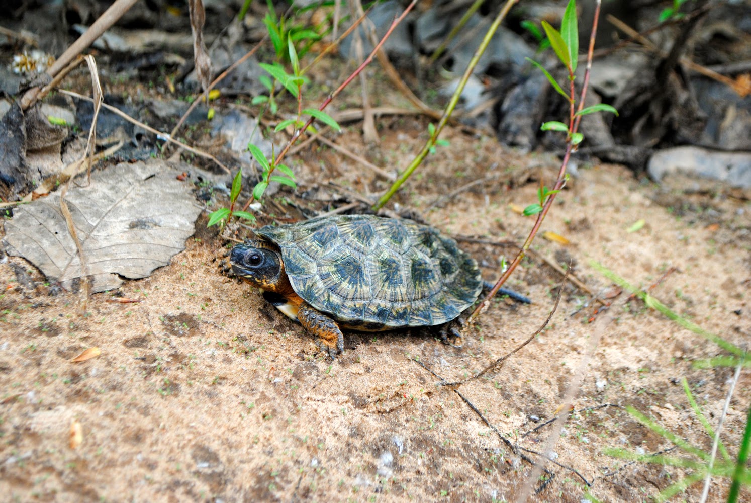Showcasing the Michigan DNR MSU researcher gives rare turtles a head