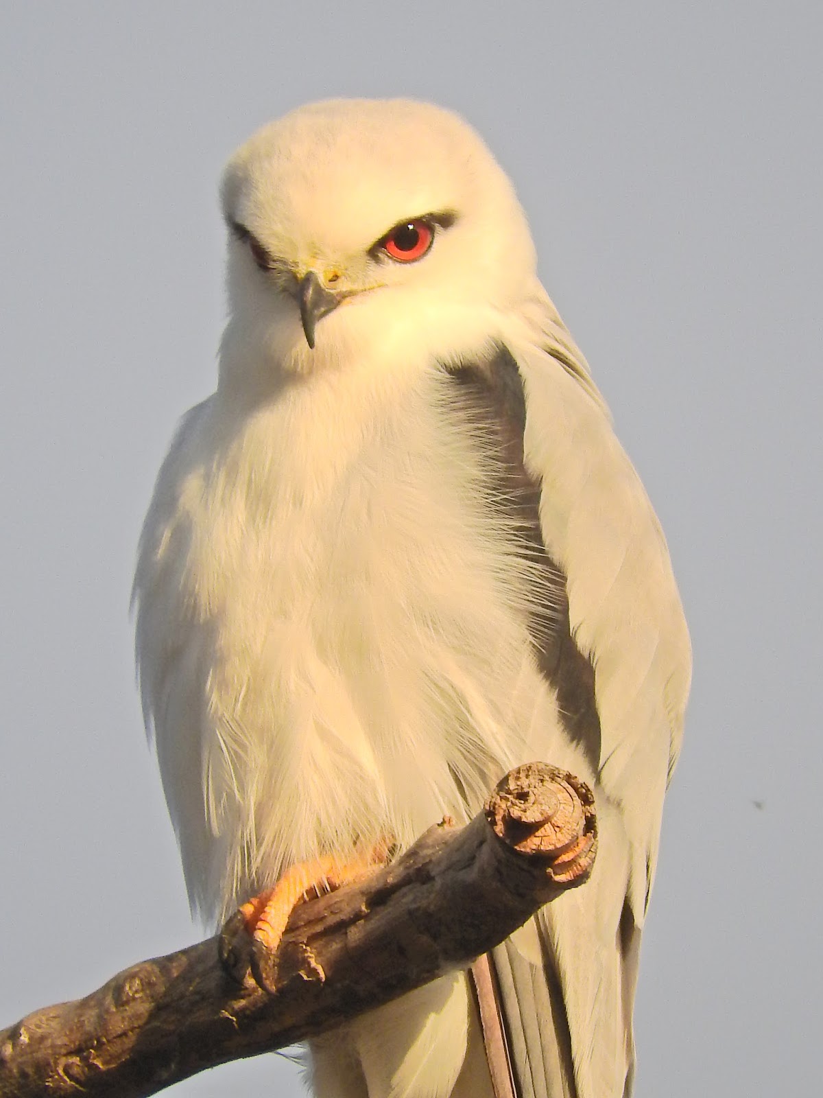 A Light In The Darkness Kite Totem Bird of the Day
