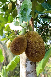 breadfruit-www.healthnote25.com
