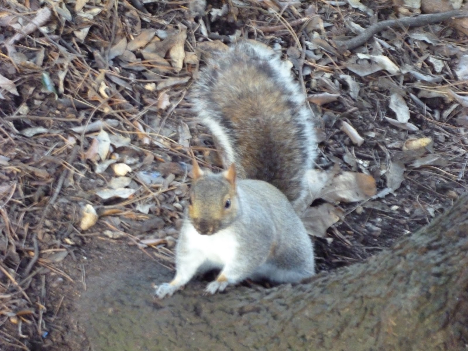 Literary Scribbles Squirrel Nutkin