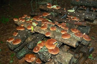 Cultivarea ciupercilor Shiitake