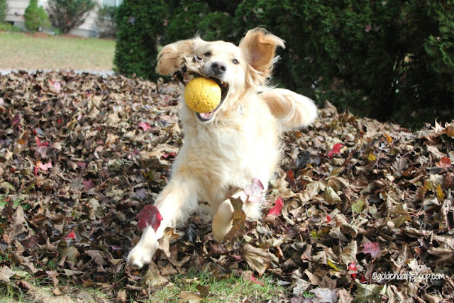 golden retriever dog jumping in pile of leaves
