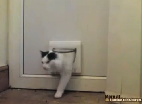 Video : ハマッちゃって、困っちゃったネコちゃん ! !