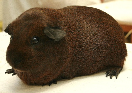 colourGOLDENAGOUTI.JPG