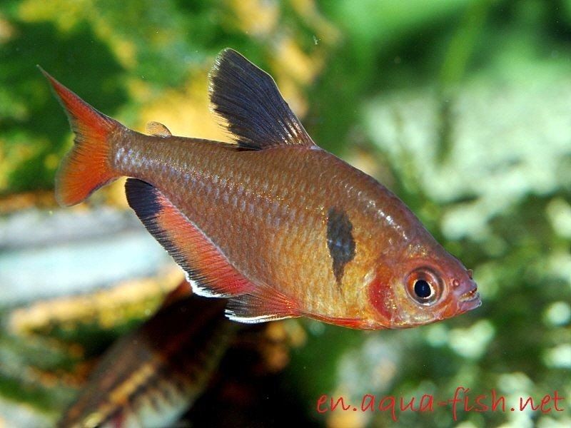 Gambar Ikan Hias Serpae Tetra