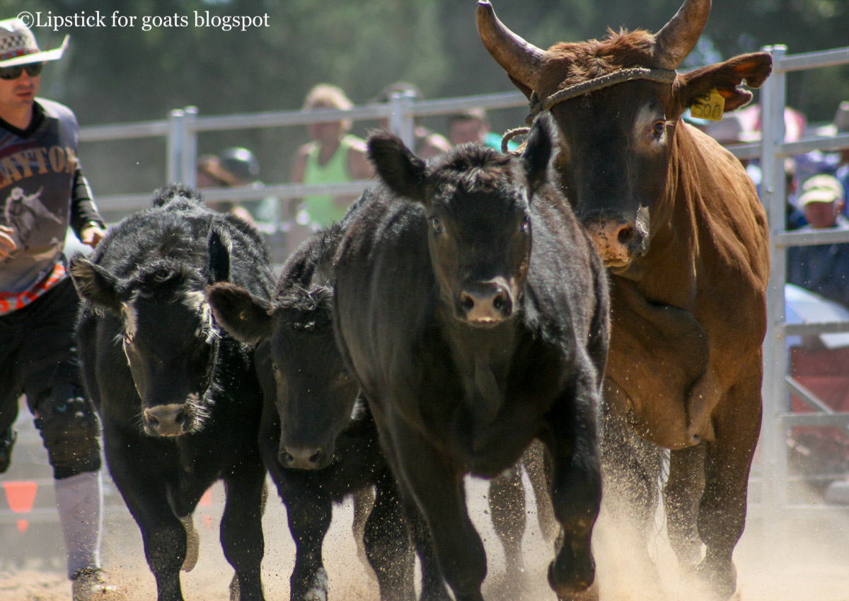 Lipstick for Goats: Braidwood Rodeo - Ride 'em Cowboy!