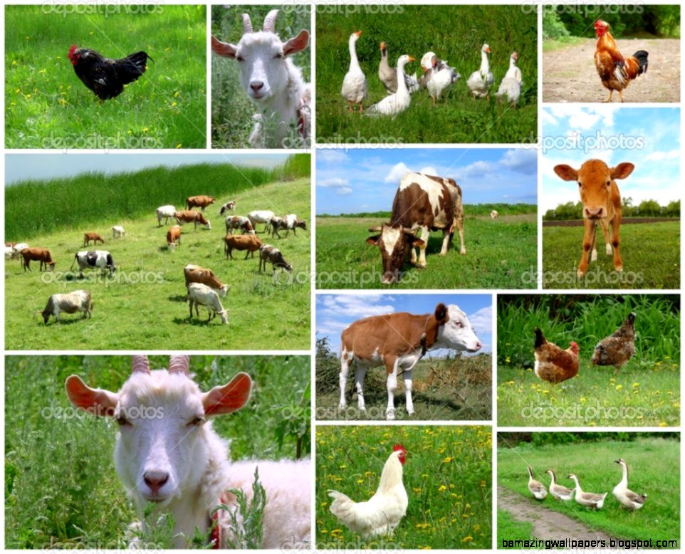 Farm animals and birds collage — Stock Photo © olenka 2008 4725460