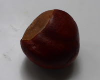 conker, horse chestnut