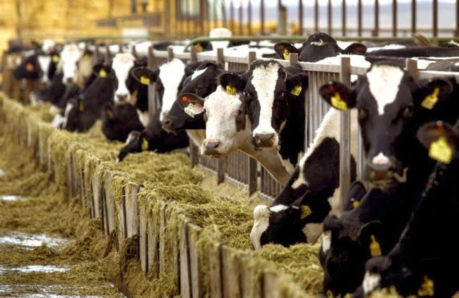 Φθιώτιδα: Από την Ολλανδία ήρθαν οι «τρελές αγελάδες» στη Λοκρίδα - Σε καραντίνα η μονάδα