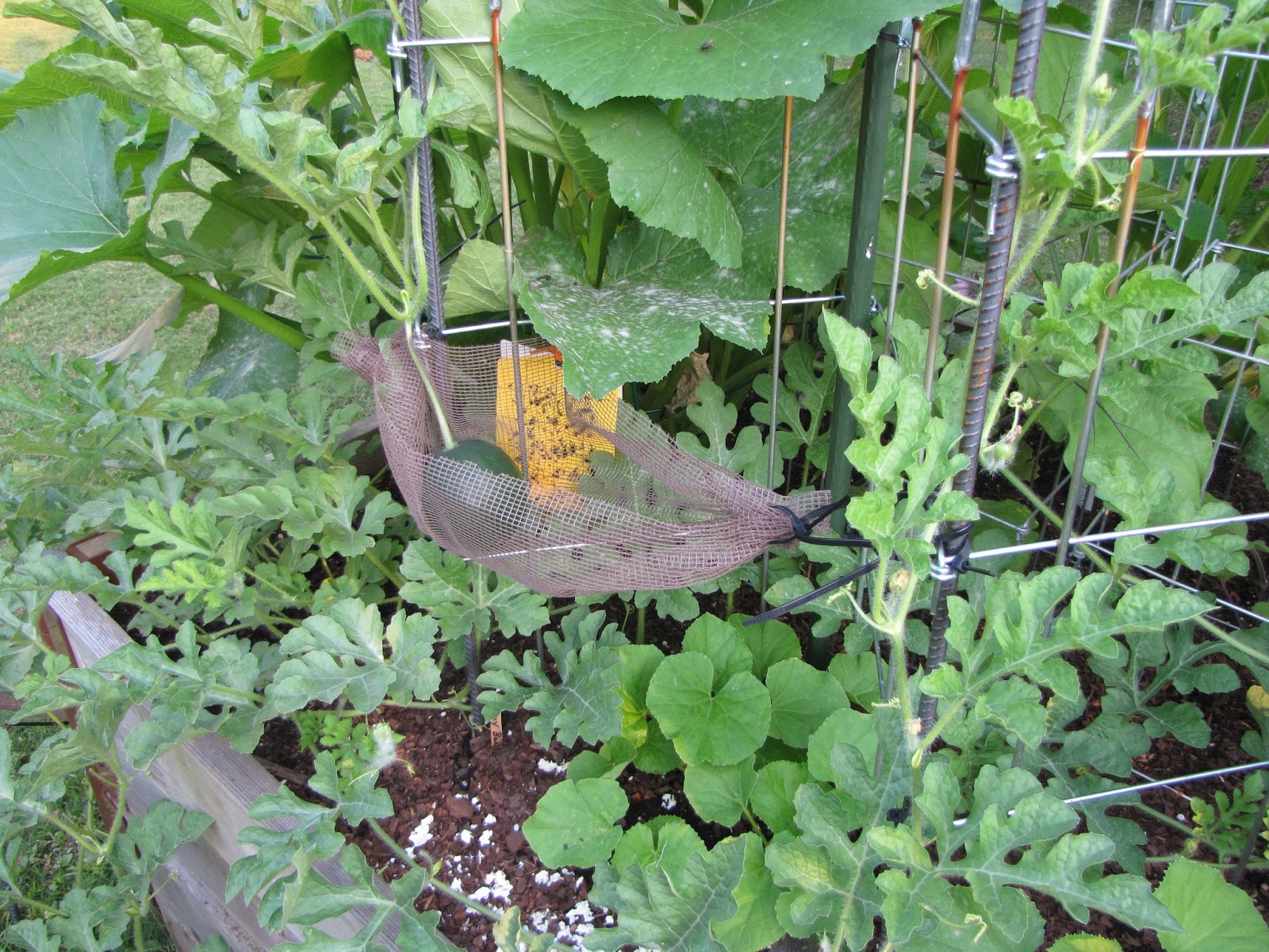 Green Meadows Community Garden Yeah for Melon and Squash Cradles