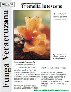  Tremella lutescens (Basidiomycetes: Tremellaceae)