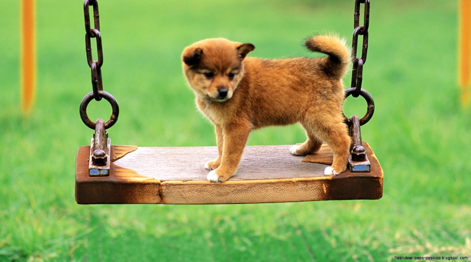 Small Cute Puppy Dog