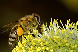 abeille sur fleur jaune