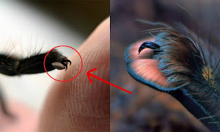 Turns Out, Spiders Have Tiny Paws, And It May Change The Way You Look At Them Turns Out, Spiders Have Tiny Paws, And It May Change The Way You Look At Them