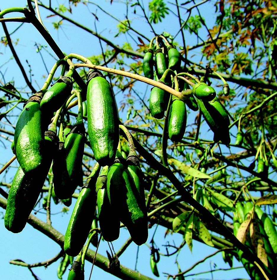 Benefits of natural Kapok Silk cotton Ilavam Panju mattress pillows