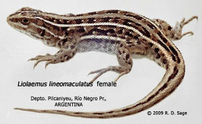 Liolaemus lineomaculatus